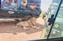 Half Day Nairobi National Park Safari Tour 