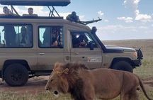 Half Day Nairobi National Park Safari Tour 