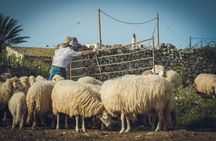 Menorca: Cheesemaking and Farm-Fresh Product Tasting