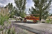 Horse Drawn Wine Tour in Colorado