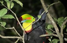 Night Walk through the Incredible Forest El Refugio de Monteverde