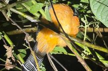 Night Walk through the Incredible Forest El Refugio de Monteverde
