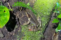 Night Walk through the Incredible Forest El Refugio de Monteverde