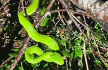Night Walk through the Incredible Forest El Refugio de Monteverde