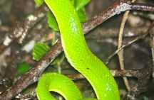 Amazing Nigth Tour at Monteverde Refuge