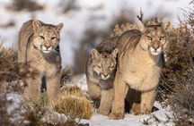 Puerto Natales: Puma Tracking Safari in Torres del Paine