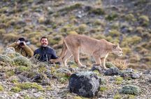 Puerto Natales: Puma Tracking Safari in Torres del Paine