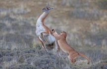 Puerto Natales: Puma Tracking Safari in Torres del Paine