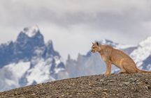 Puerto Natales: Puma Tracking Safari in Torres del Paine