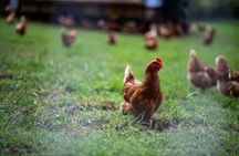 Regenerative Farm Tour on Maui