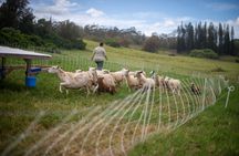 Regenerative Farm Tour on Maui