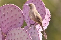 Sedona Birdwatching Tour: Expert-Guided 3-Hour with gear