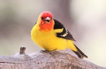 Sedona Birdwatching Tour: Expert-Guided 3-Hour with gear