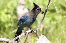 Sedona Birdwatching Tour: Expert-Guided 3-Hour with gear