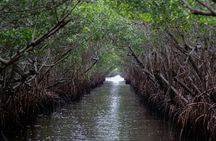 Miami, Little Havana, Everglades National Park Small Group Tour