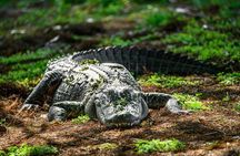 Miami, Little Havana, Everglades National Park Small Group Tour