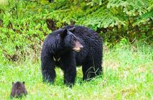 Scenic and Wildlife Tour