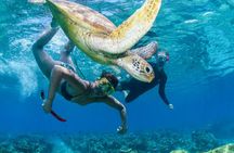Half-Day Outer Reef Snorkelling Tour