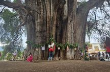 Boil Water, Mezcal, Textiles and Tuile Tree on Private Tour