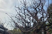 Zen Aesthetics & The Art of Shadow: A Masterclass in Koko-en