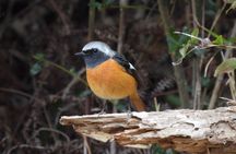 Zen Aesthetics & The Art of Shadow: A Masterclass in Koko-en