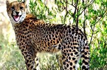 Cheetah and Wine Tour from Cape Town with Hotel Pickup and Return