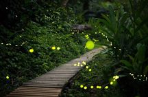 Iriomote Island Yaeyama Firefly Guided Night Tour March to May