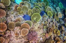 Okinawa Iriomote Island 1 Day Trip OK from Ishigaki Island!Complimentary photo data and equipment rental for Balas Island Snorkeling & Yufu Island Sightseeing