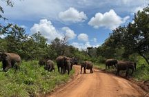 Day Tour at Sri Lanka Elephant Home and Little Adam's Peak