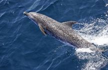 Evening Dolphin Cruise with Welcome Drink from Poreč