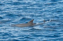 Evening Dolphin Cruise with Welcome Drink from Poreč