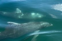 Turtle Island Private Tour 4 People with Lunch and Snorkeling