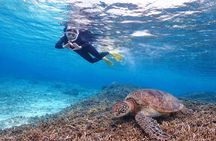 Snorkeling in Miyakojima- Fluent English! Small group!