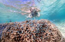 Snorkeling in Miyakojima- Fluent English! Small group!