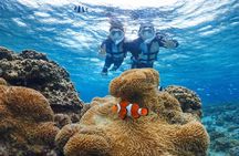 Snorkeling in Miyakojima- Fluent English! Small group!