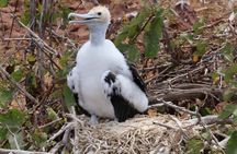 North Seymour Island Day Tour