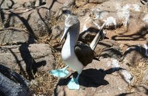 North Seymour Island Day Tour