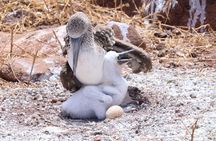 North Seymour Island Day Tour