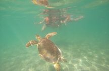 Swim with Turtles in Akumal