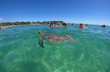 Swim with Turtles in Akumal