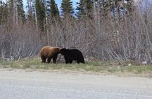 Small Group Skagway White Pass And Gold Rush Adventure