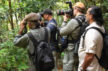 JungleWalla Desaru Coast Birdwatching