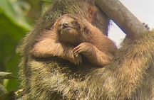 Sloth watching La Fortuna Private guide.