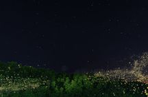 JungleWalla Desaru Mangrove Afterdark | Firefly Cruise Tour