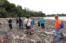 JungleWalla Desaru Beachlife & Tidepool Discovery