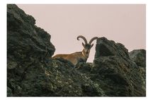 From Granada: Sierra Nevada Safari tour up to 2500 meters high