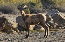Yuma AZ Half Day Narrated Historic Sightseeing Tour