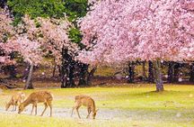 Osaka Kyoto: Nijo Castle, Nara, Arashiyama, Day Trip by Bus