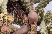 Sunset Walking Tour & Cactus Tasting: Desert Botanical Garden. 