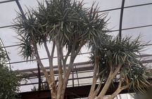 Sunset Walking Tour & Cactus Tasting: Desert Botanical Garden. 